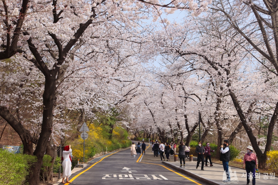 스쳐간 봄 소환…꽃천지 남산둘레길 '랜선산책' < 서울시 < 서울시 < 뉴스 < 기사본문 - 시정일보